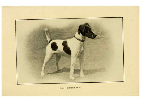 Reproducción/Reproduction 7105919351: The dog in health, accident, and disease,. Philadelphia,H. Altemus company[c1908]