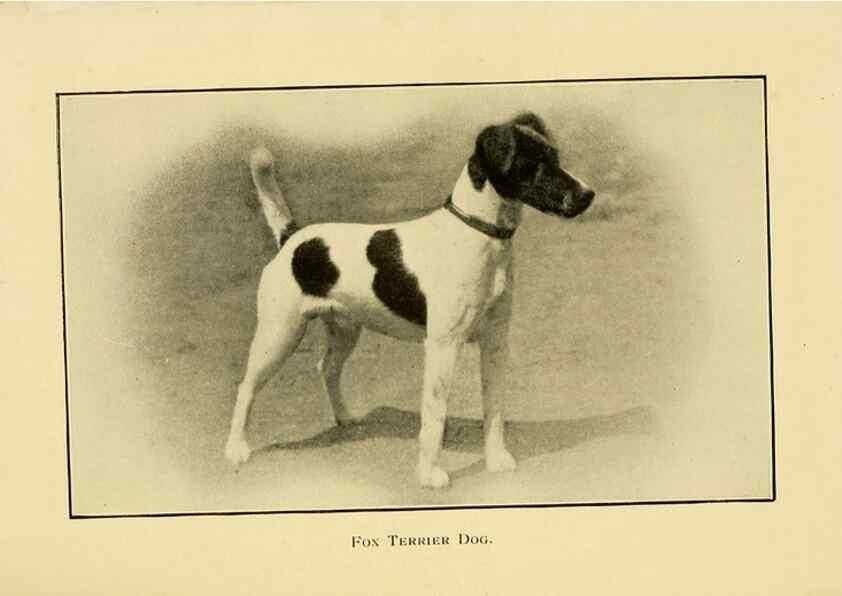 Reproducción/Reproduction 7105919351: The dog in health, accident, and disease,. Philadelphia,H. Altemus company[c1908]