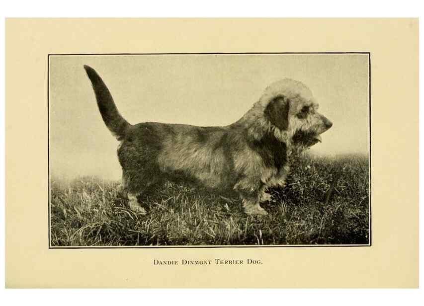 Reproducción/Reproduction 6959851348: The dog in health, accident, and disease,. Philadelphia,H. Altemus company[c1908]