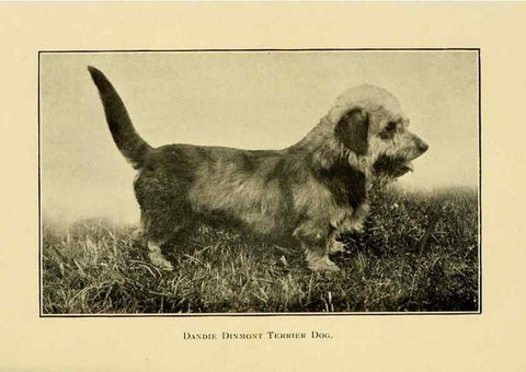 Reproducción/Reproduction 6959851348: The dog in health, accident, and disease,. Philadelphia,H. Altemus company[c1908]