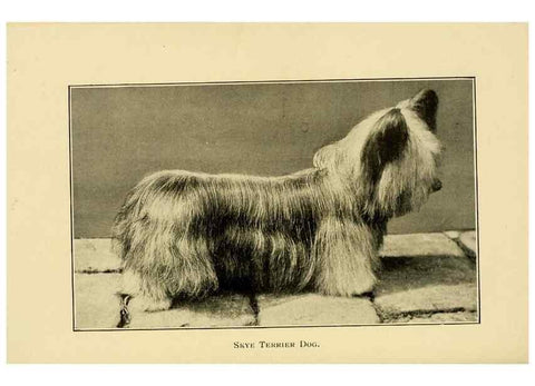Reproducción/Reproduction 7105921101: The dog in health, accident, and disease,. Philadelphia,H. Altemus company[c1908]