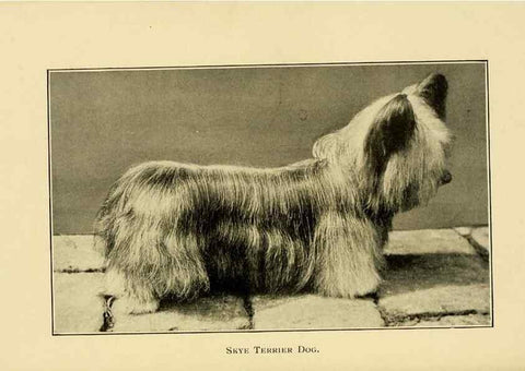 Reproducción/Reproduction 7105921101: The dog in health, accident, and disease,. Philadelphia,H. Altemus company[c1908]