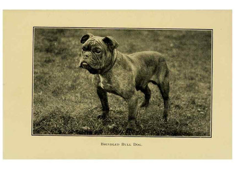 Reproducción/Reproduction 6959853210: The dog in health, accident, and disease,. Philadelphia,H. Altemus company[c1908]