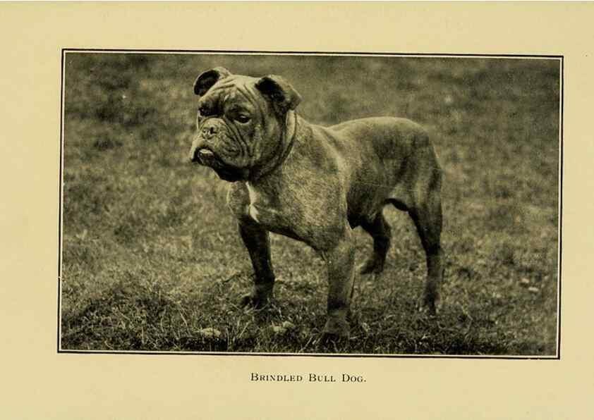Reproducción/Reproduction 6959853210: The dog in health, accident, and disease,. Philadelphia,H. Altemus company[c1908]