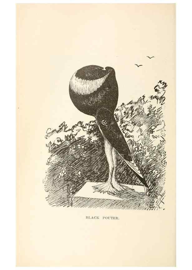 Reproducción/Reproduction 7132081465: Pigeons and all about them.. Boston,C.E. Twombly[c1898]