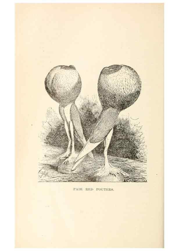 Reproducción/Reproduction 7132082597: Pigeons and all about them.. Boston,C.E. Twombly[c1898]
