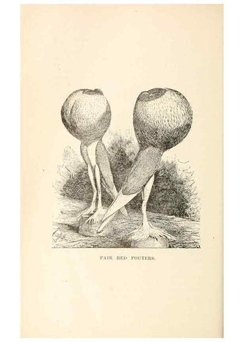 Reproducción/Reproduction 7132082597: Pigeons and all about them.. Boston,C.E. Twombly[c1898]