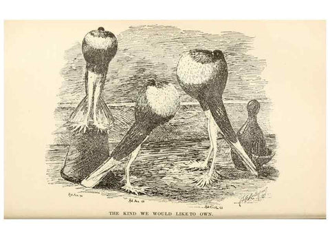 Reproducción/Reproduction 6986001576: Pigeons and all about them.. Boston,C.E. Twombly[c1898]