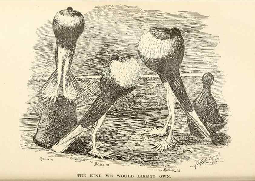 Reproducción/Reproduction 6986001576: Pigeons and all about them.. Boston,C.E. Twombly[c1898]