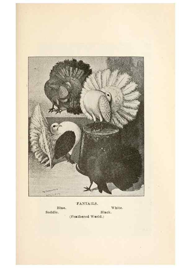 Reproducción/Reproduction 7132088061: Pigeons and all about them.. Boston,C.E. Twombly[c1898]