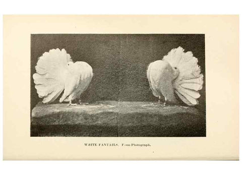 Reproducción/Reproduction 6986005534: Pigeons and all about them.. Boston,C.E. Twombly[c1898]