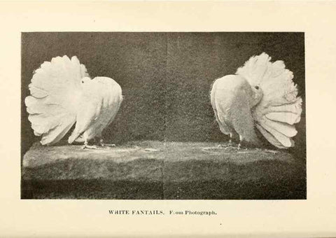 Reproducción/Reproduction 6986005534: Pigeons and all about them.. Boston,C.E. Twombly[c1898]