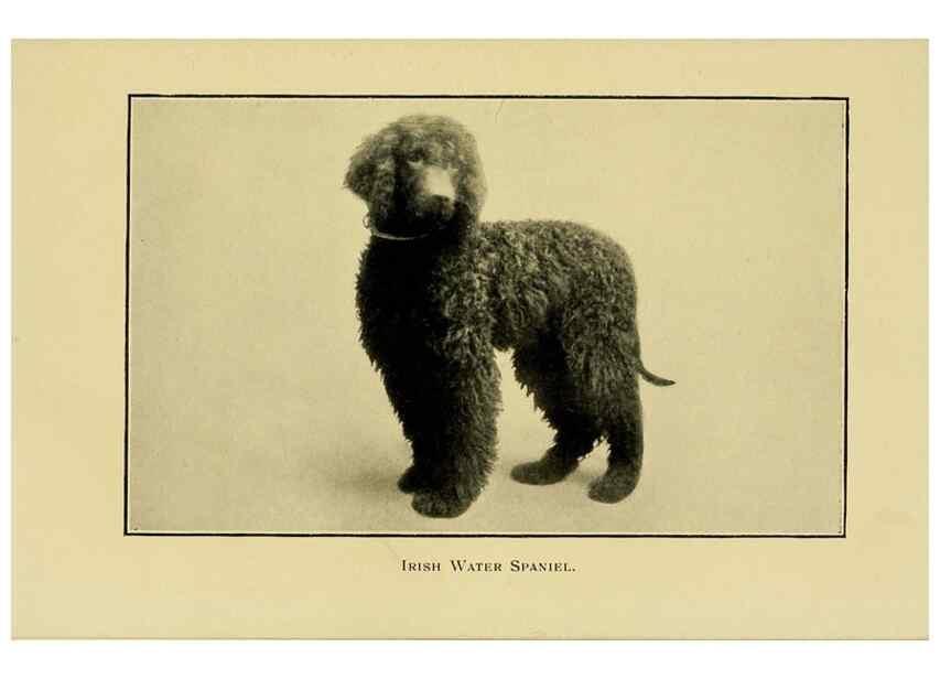 Reproducción/Reproduction 7105916973: The dog in health, accident, and disease,. Philadelphia,H. Altemus company[c1908]