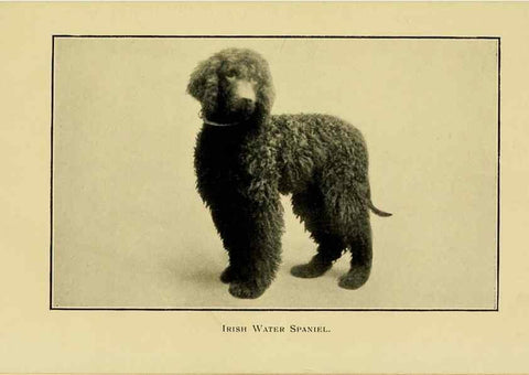Reproducción/Reproduction 7105916973: The dog in health, accident, and disease,. Philadelphia,H. Altemus company[c1908]