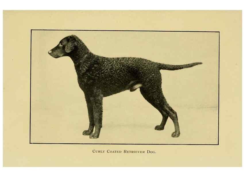 Reproducción/Reproduction 6959847240: The dog in health, accident, and disease,. Philadelphia,H. Altemus company[c1908]