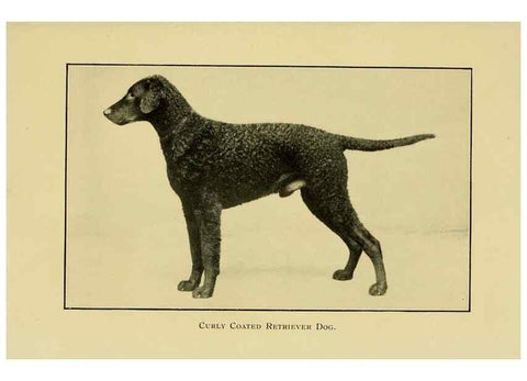 Reproducción/Reproduction 6959847240: The dog in health, accident, and disease,. Philadelphia,H. Altemus company[c1908]