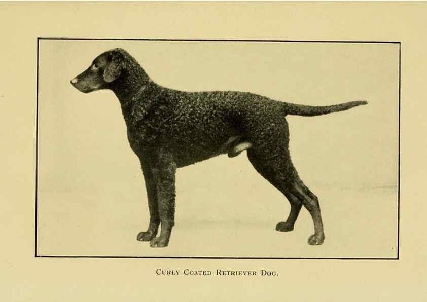 Reproducción/Reproduction 6959847240: The dog in health, accident, and disease,. Philadelphia,H. Altemus company[c1908]