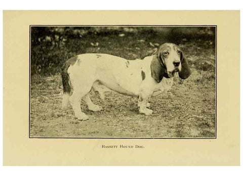 Reproducción/Reproduction 7105915537: The dog in health, accident, and disease,. Philadelphia,H. Altemus company[c1908]