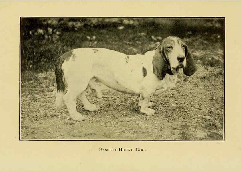 Reproducción/Reproduction 7105915537: The dog in health, accident, and disease,. Philadelphia,H. Altemus company[c1908]