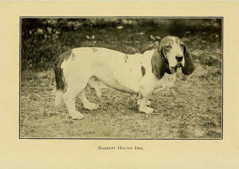 Reproducción/Reproduction 7105915537: The dog in health, accident, and disease,. Philadelphia,H. Altemus company[c1908]