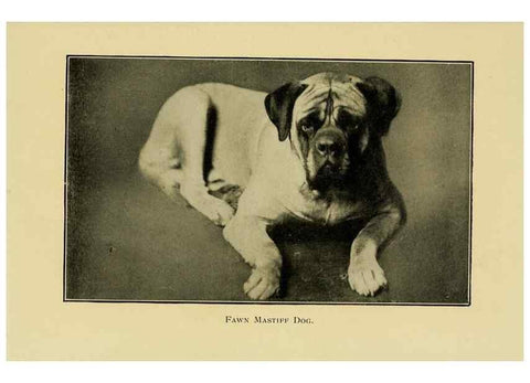 Reproducción/Reproduction 6959845590: The dog in health, accident, and disease,. Philadelphia,H. Altemus company[c1908]