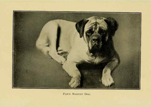 Reproducción/Reproduction 6959845590: The dog in health, accident, and disease,. Philadelphia,H. Altemus company[c1908]