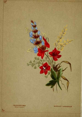 Reproducción/Reproduction 6928295552: Flowers from Arcadia . San Francisco,J. T. White,1884.