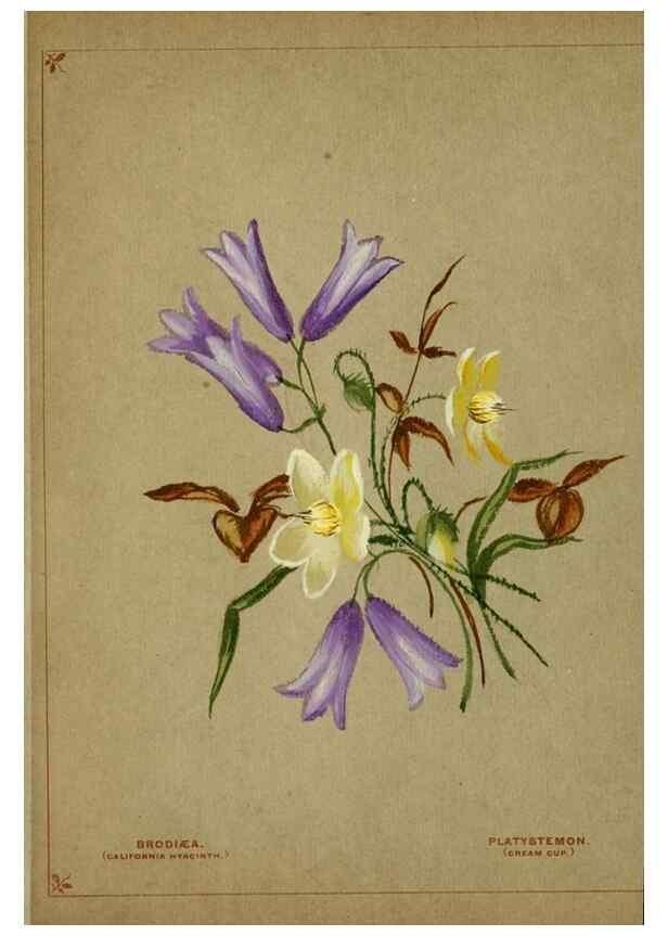 Reproducción/Reproduction 6928295932: Flowers from Arcadia . San Francisco,J. T. White,1884.