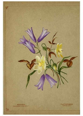 Reproducción/Reproduction 6928295932: Flowers from Arcadia . San Francisco,J. T. White,1884.