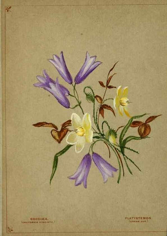 Reproducción/Reproduction 6928295932: Flowers from Arcadia . San Francisco,J. T. White,1884.