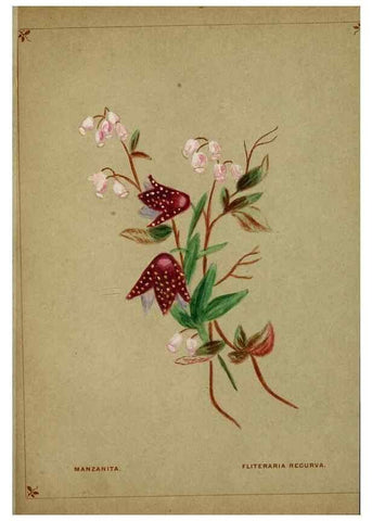Reproducción/Reproduction 7074377539: Flowers from Arcadia . San Francisco,J. T. White,1884.
