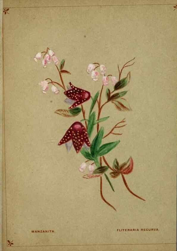 Reproducción/Reproduction 7074377539: Flowers from Arcadia . San Francisco,J. T. White,1884.