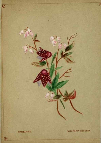 Reproducción/Reproduction 7074377539: Flowers from Arcadia . San Francisco,J. T. White,1884.