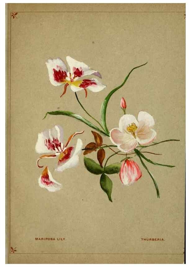 Reproducción/Reproduction 7074377967: Flowers from Arcadia . San Francisco,J. T. White,1884.