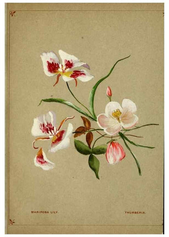 Reproducción/Reproduction 7074377967: Flowers from Arcadia . San Francisco,J. T. White,1884.