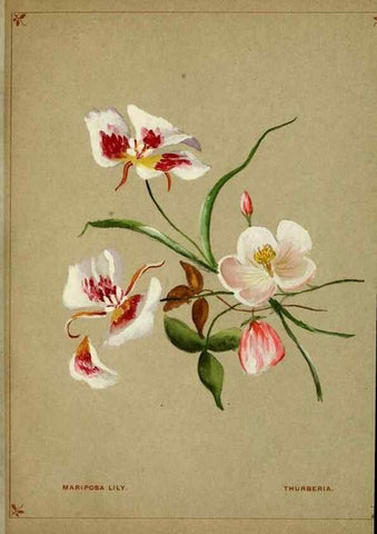 Reproducción/Reproduction 7074377967: Flowers from Arcadia . San Francisco,J. T. White,1884.