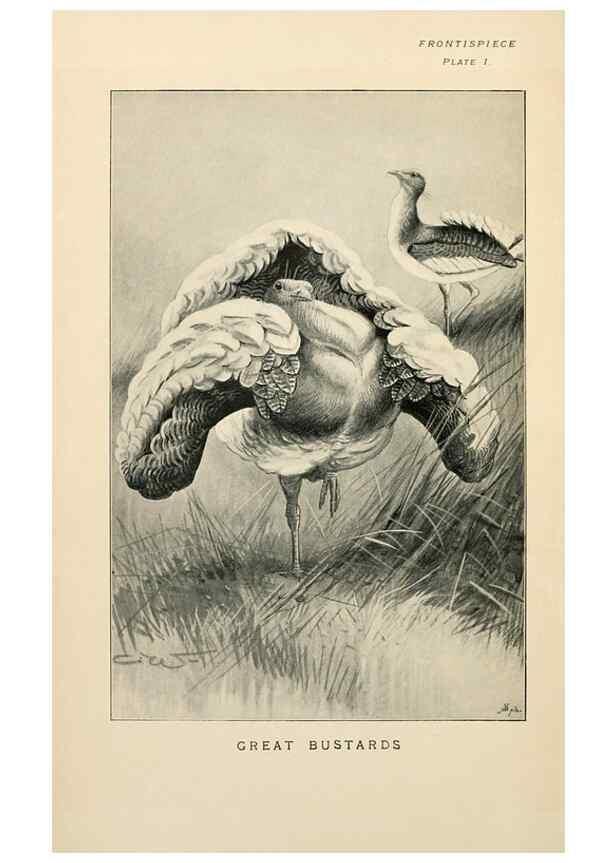 Reproducción/Reproduction 6949909336: Lost and vanishing birds;. London,J. Macqueen,1898.