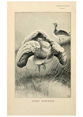 Reproducción/Reproduction 6949909336: Lost and vanishing birds;. London,J. Macqueen,1898.