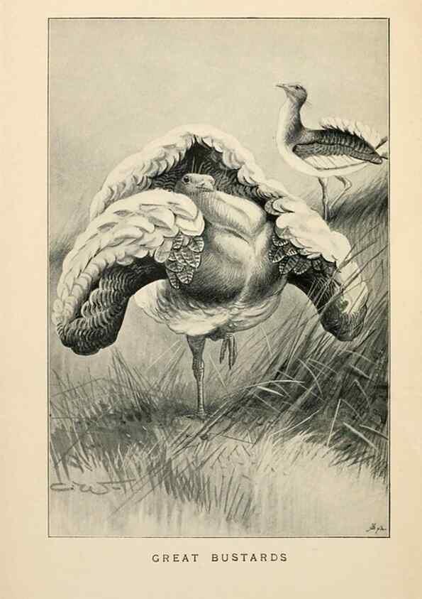 Reproducción/Reproduction 6949909336: Lost and vanishing birds;. London,J. Macqueen,1898.
