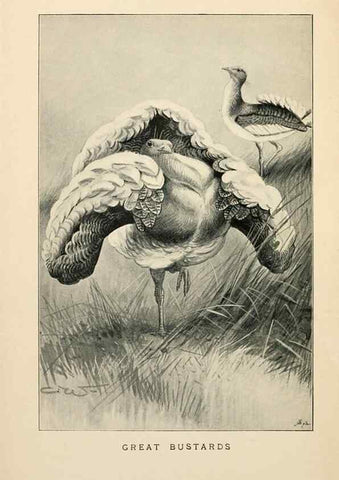 Reproducción/Reproduction 6949909336: Lost and vanishing birds;. London,J. Macqueen,1898.
