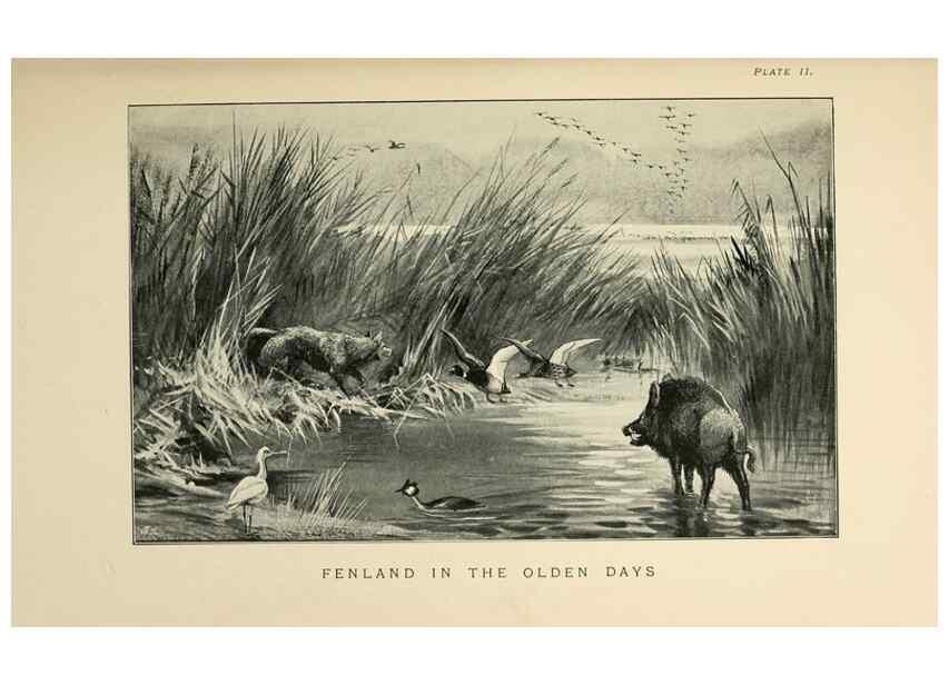 Reproducción/Reproduction 6949909926: Lost and vanishing birds;. London,J. Macqueen,1898.