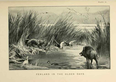 Reproducción/Reproduction 6949909926: Lost and vanishing birds;. London,J. Macqueen,1898.
