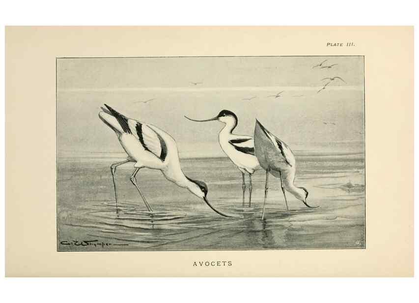 Reproducción/Reproduction 6949910560: Lost and vanishing birds;. London,J. Macqueen,1898.