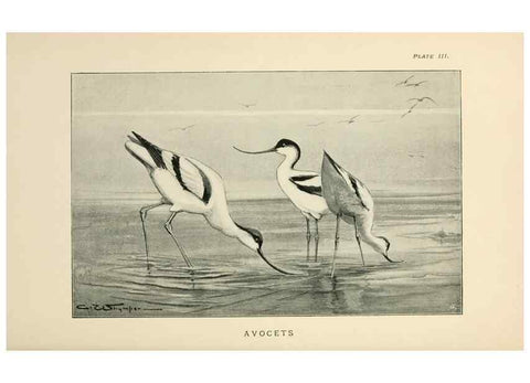 Reproducción/Reproduction 6949910560: Lost and vanishing birds;. London,J. Macqueen,1898.