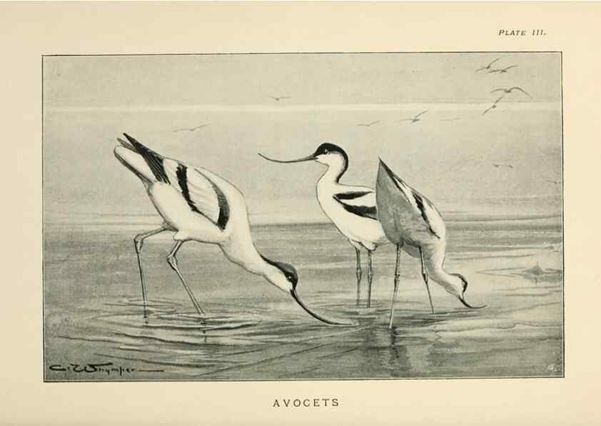 Reproducción/Reproduction 6949910560: Lost and vanishing birds;. London,J. Macqueen,1898.