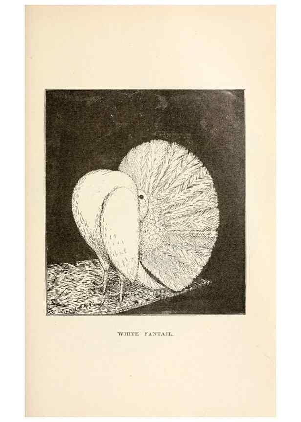 Reproducción/Reproduction 7132090501: Pigeons and all about them.. Boston,C.E. Twombly[c1898]