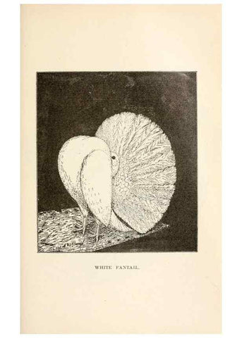 Reproducción/Reproduction 7132090501: Pigeons and all about them.. Boston,C.E. Twombly[c1898]