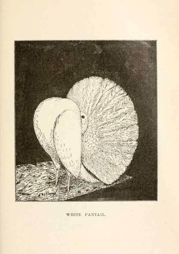Reproducción/Reproduction 7132090501: Pigeons and all about them.. Boston,C.E. Twombly[c1898]