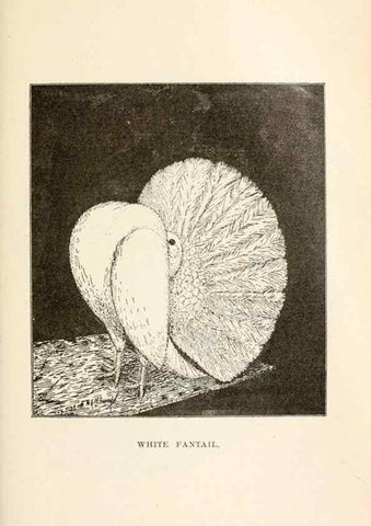 Reproducción/Reproduction 7132090501: Pigeons and all about them.. Boston,C.E. Twombly[c1898]
