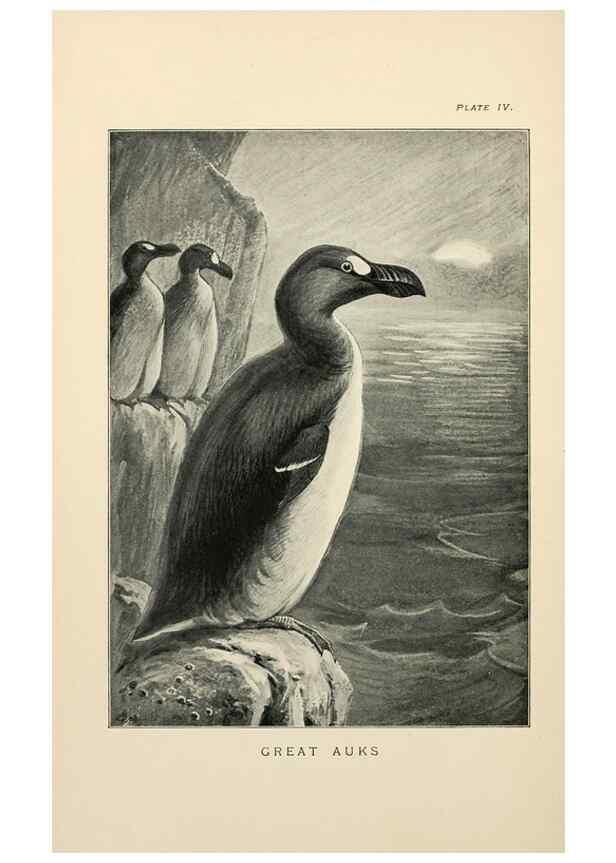 Reproducción/Reproduction 7095982615: Lost and vanishing birds;. London,J. Macqueen,1898.